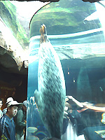 今回の旅行のメイン、大人気の旭山動物園。