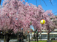 荒川区役所前の荒川公園ではしだれ桜も満開に
