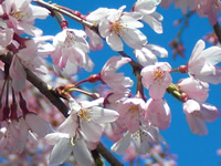 桜には青い空が似合います