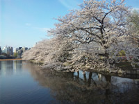 社長の早朝散歩ルートの上野不忍池