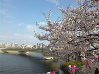 隅田川にかかる桜橋
